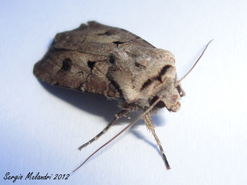 Identificazione